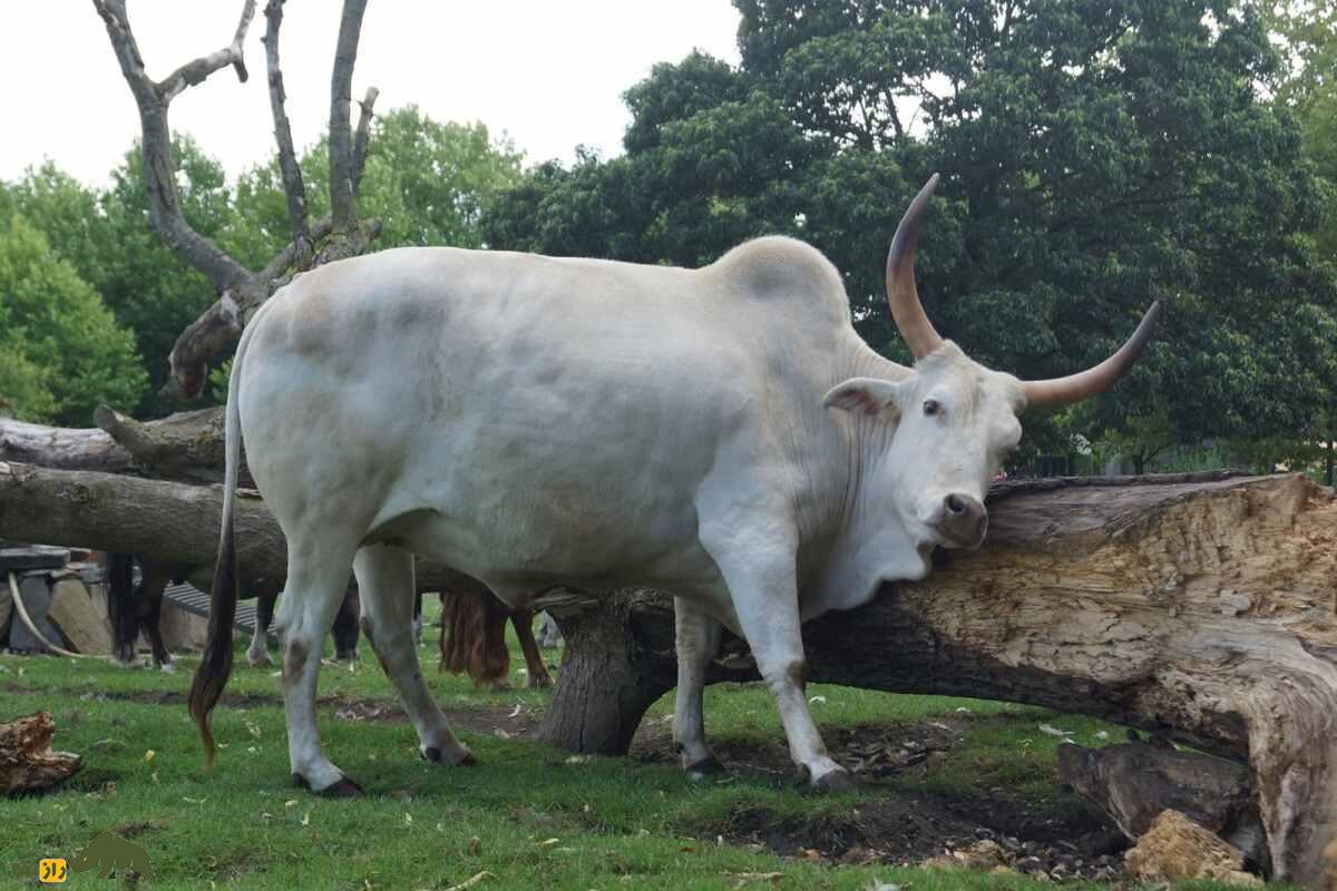 «زِبو»؛ گاو کوهان‌دار و مقدسی که هندوها به جای خدا آن را می‌پرستند! | زبو چطور مقدس شد؟