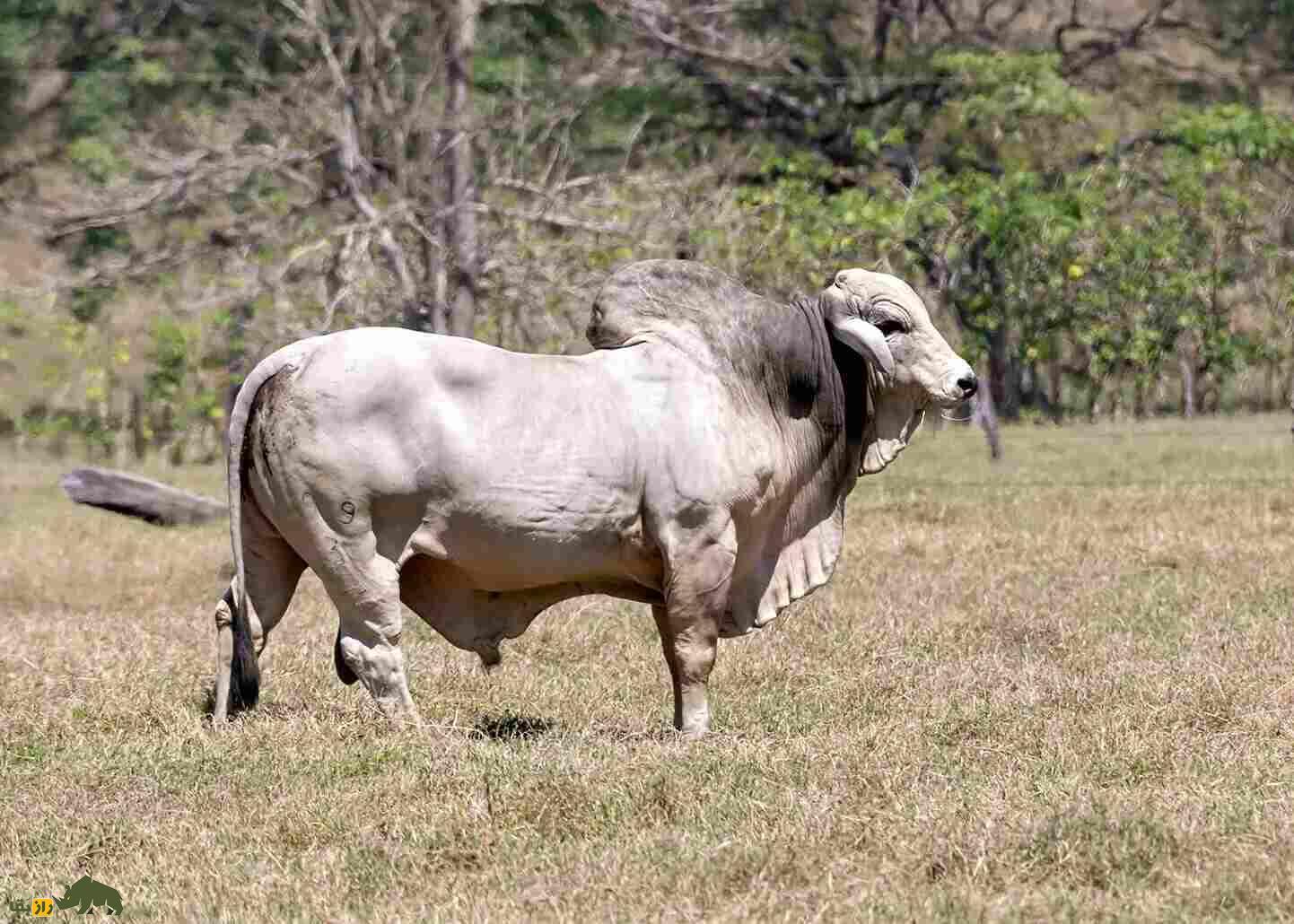 گاو «زِبو»؛ گاو شتری کوهان‌دار و مقدس هندی