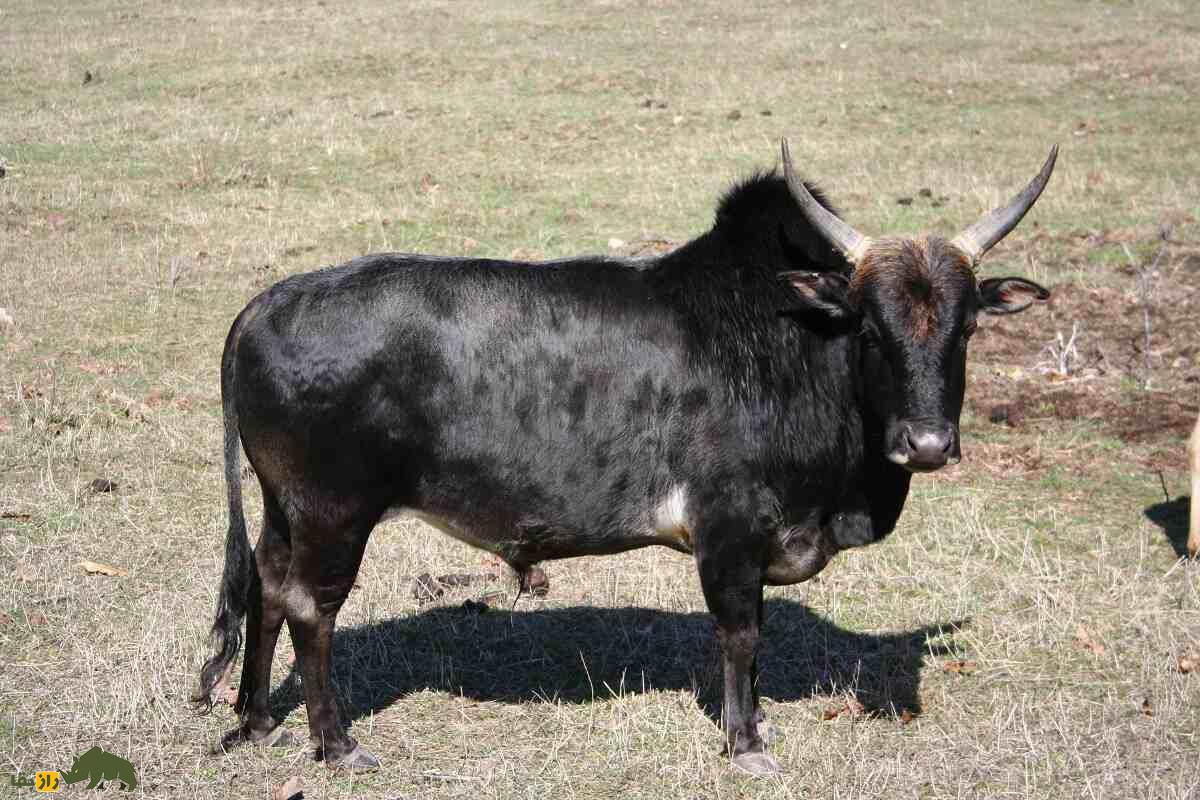 گاو «زِبو»؛ گاو شتری کوهان‌دار و مقدس هندی