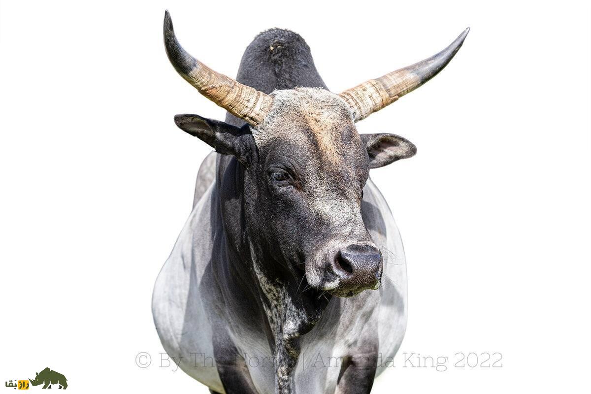 گاو «زِبو»؛ گاو شتری کوهان‌دار و مقدس هندی