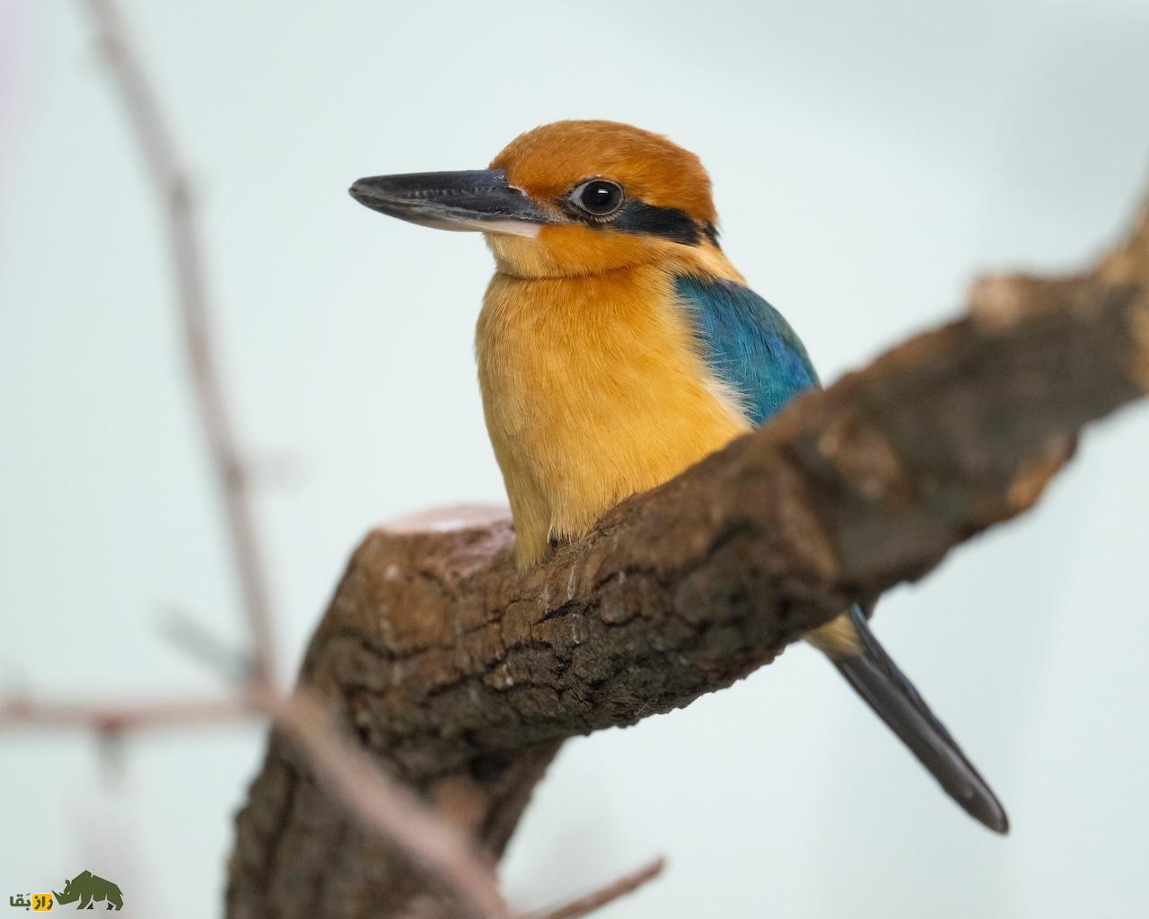 جوجه «سیهِک» منقرض شده، به دنیا آمد