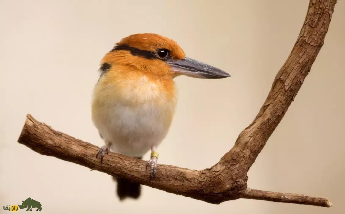 جوجه «سیهِک» منقرض شده، به دنیا آمد