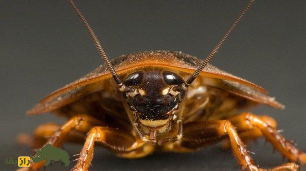 سوسک‌ها شکست‌ناپذیرتر از همیشه! تکامل چطور سوسک‌ها را قدرتمند کرده است؟