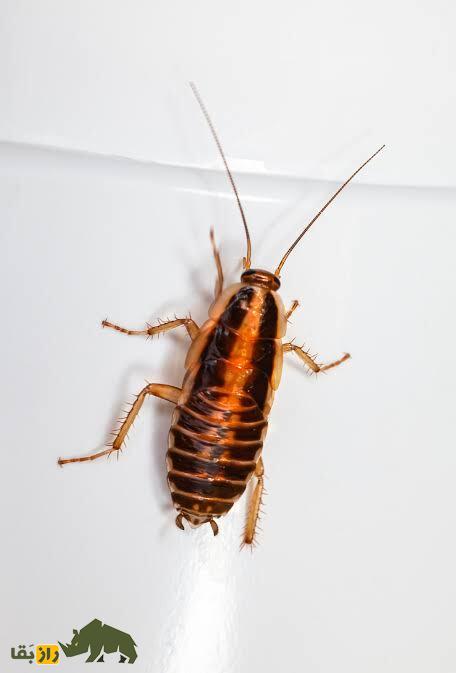 سوسک‌ها شکست‌ناپذیرتر از همیشه! تکامل چطور سوسک‌ها را قدرتمند کرده است؟