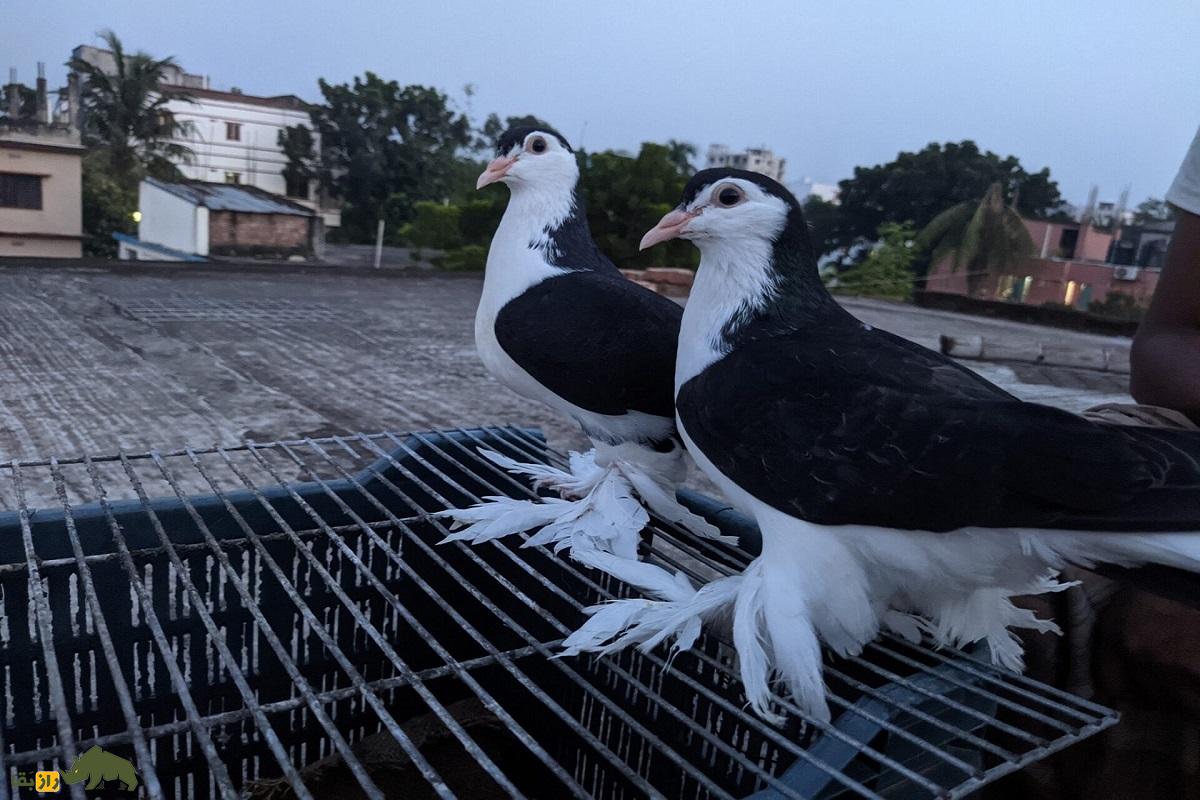 کبوتر لاهوری یا کبوتر شهری یا کبوتر شیرازی