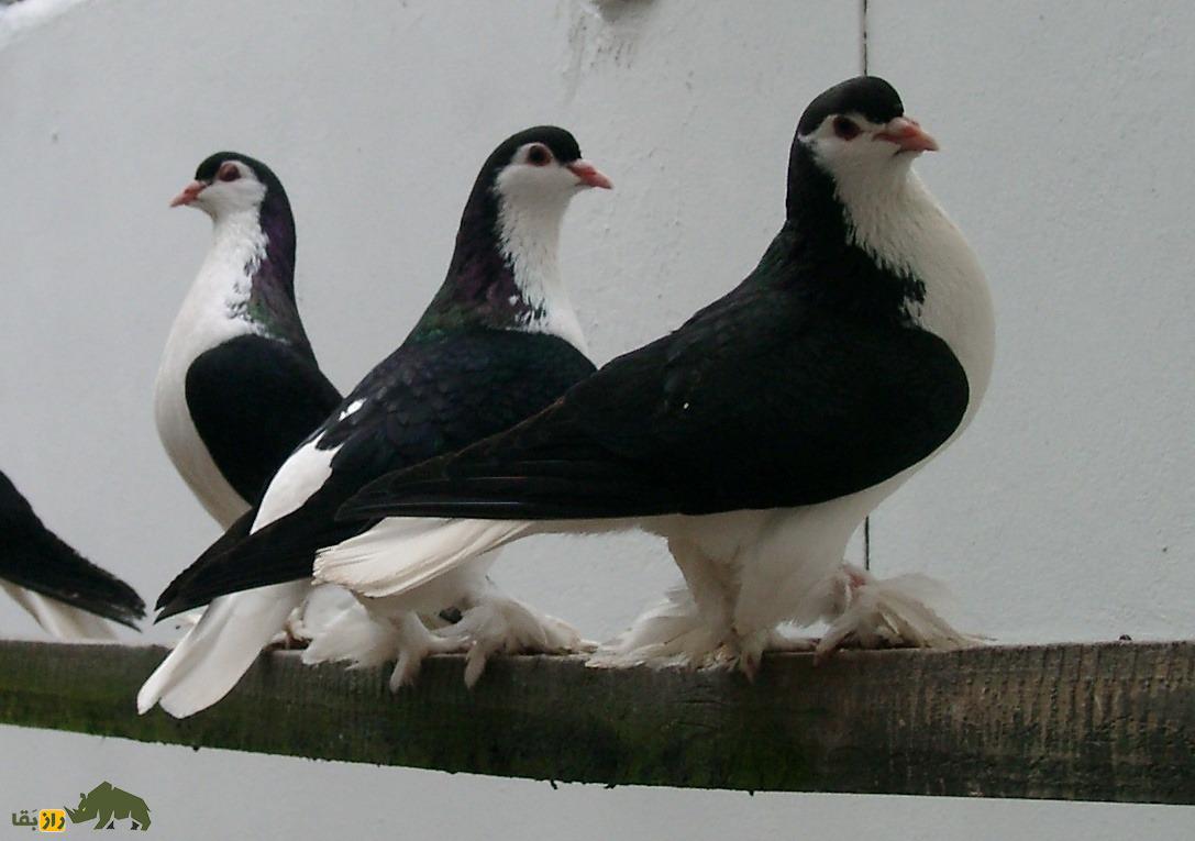 کفتر «لاهور» پاکستان؛ کفتر شیرازی و محبوب‌ترین کفتر جهان