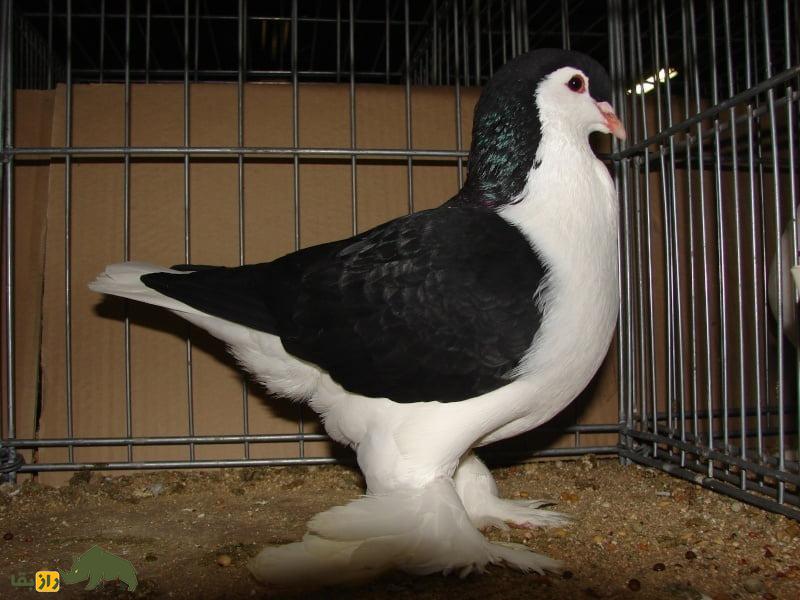 کفتر «لاهور» پاکستان؛ کفتر شیرازی و محبوب‌ترین کفتر جهان