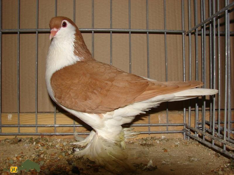 کفتر «لاهور» پاکستان؛ کفتر شیرازی و محبوب‌ترین کفتر جهان