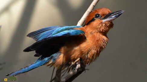 (ویدئو) تولد جوجه «سیهِک»؛ این پرنده منقرض شده پس از ۳۵ سال دیده شد!