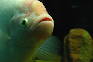 ماهی‌ها آن‌قدر که ما فکر می‌کنیم احمق و خنگ نیستند؛ آن‌ها می‌توانند بشمارند!