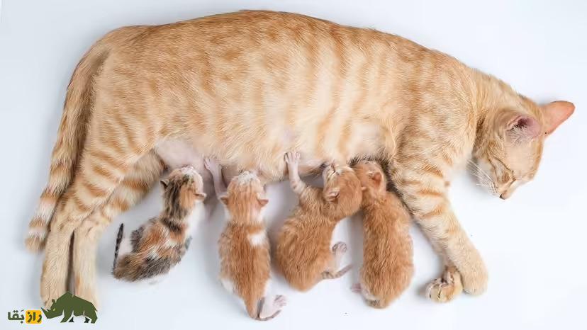 چرا گربهها سطوح نرم را ورز میدهند؟ یا بیسکویت درست میکنند؟ چرا گربهها سطوح نرم را ورز میدهند؟ یا بیسکویت درست میکنند؟