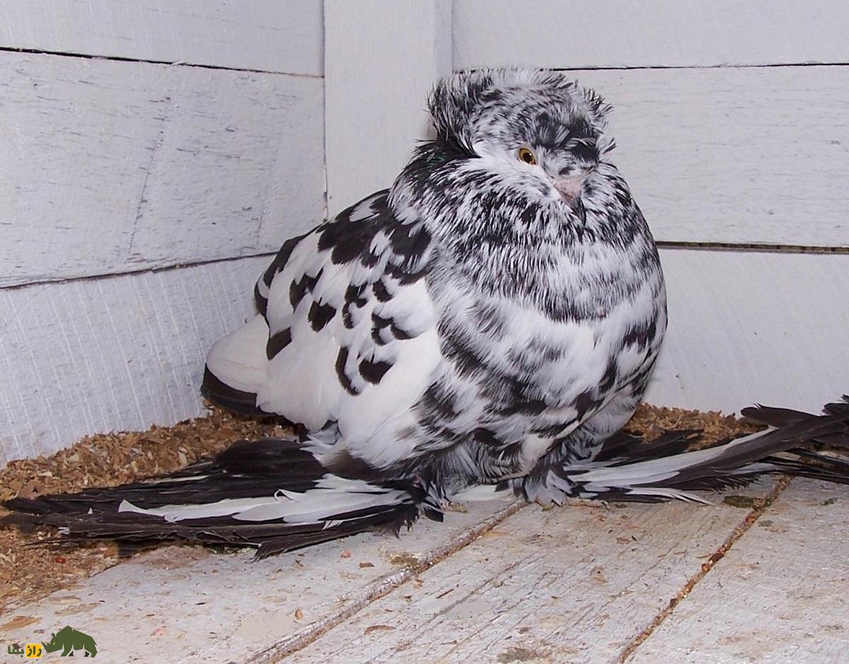 کبوتر شیپورچی «بخارا»؛ این کبوتر شبیه «سگ گله» است