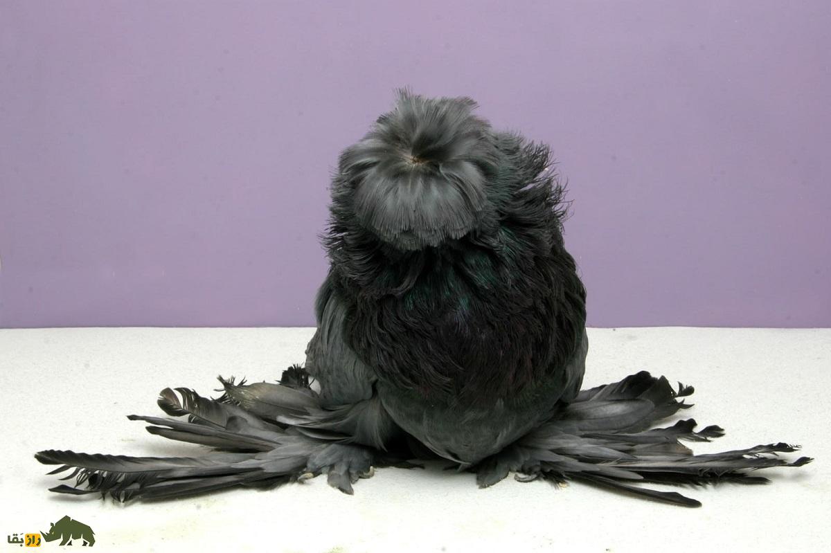 کبوتر شیپورچی «بخارا»؛ این کبوتر شبیه «سگ گله» است