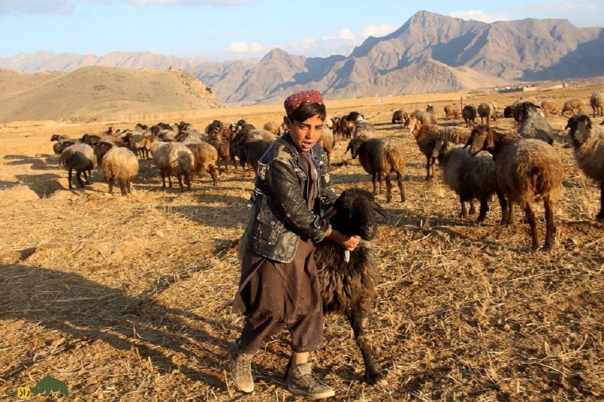 طلای پشمالوی افغانستانی؛ گوسفند نژاد «عربی افغان» قدیمی‌ترین گوسفند اهلی جهان!