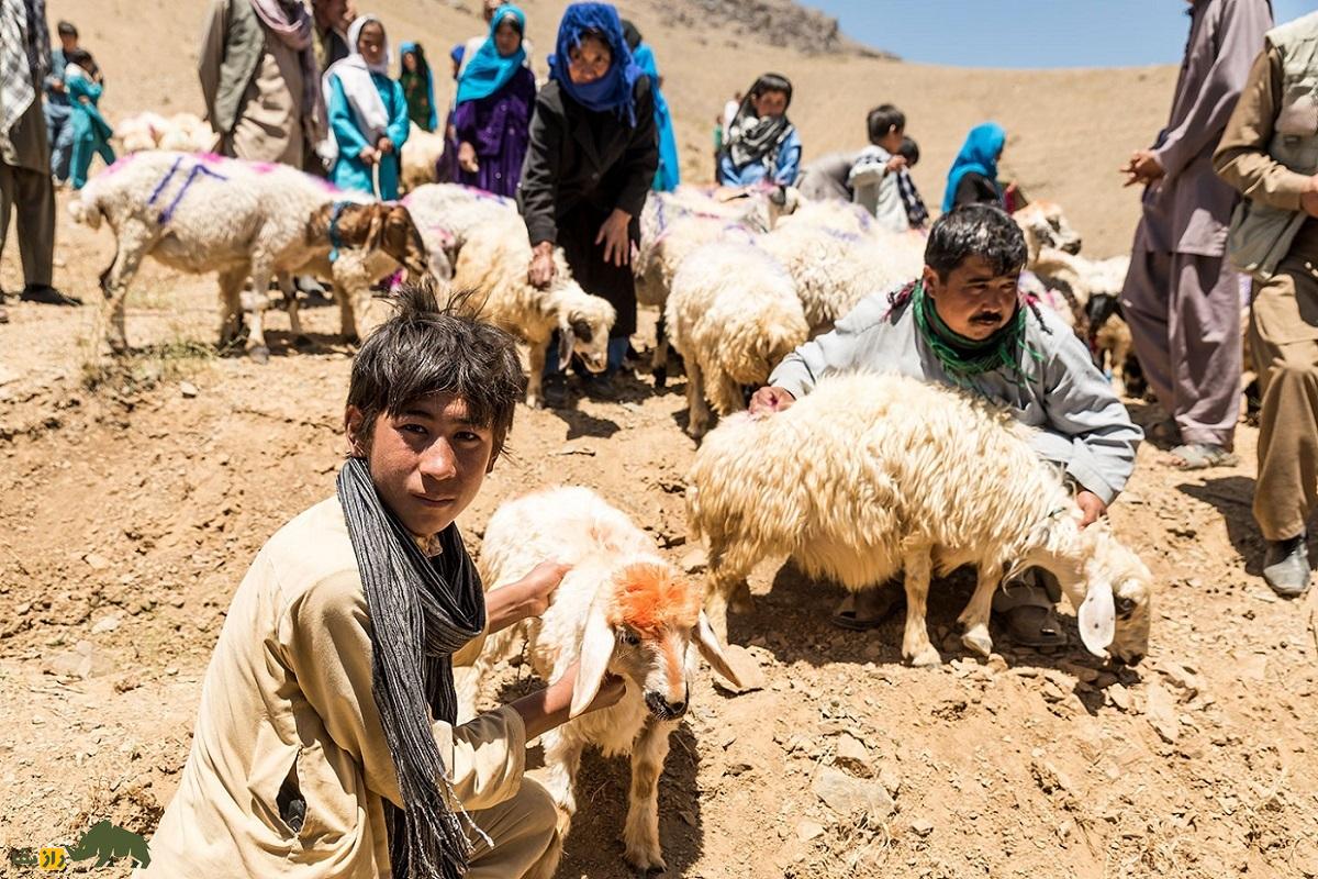 طلای پشمالوی افغانستانی؛ گوسفند نژاد «عربی افغان» قدیمی‌ترین گوسفند اهلی  جهان!