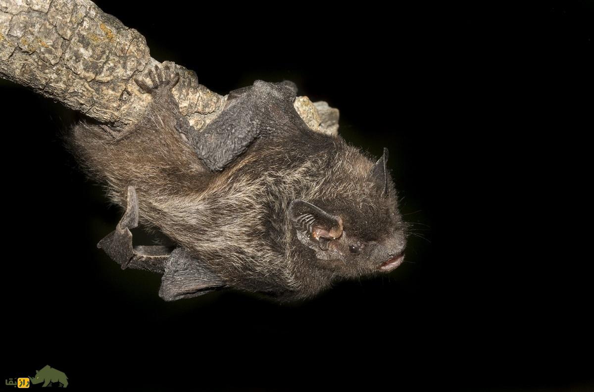 کشف عجیب و باورنکردنی در دنیای حیوانات؛ خفاش آواز عاشقانه می‌خواند!