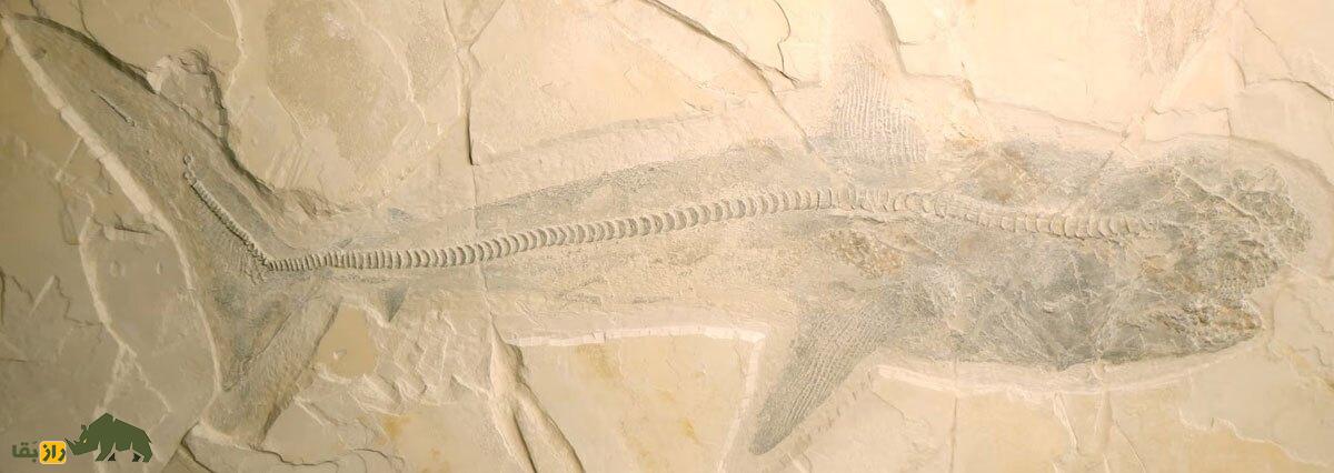 پتیکودوس؛ کوسه غول‌پیکر ماقبل تاریخ چه شکلی بود؟