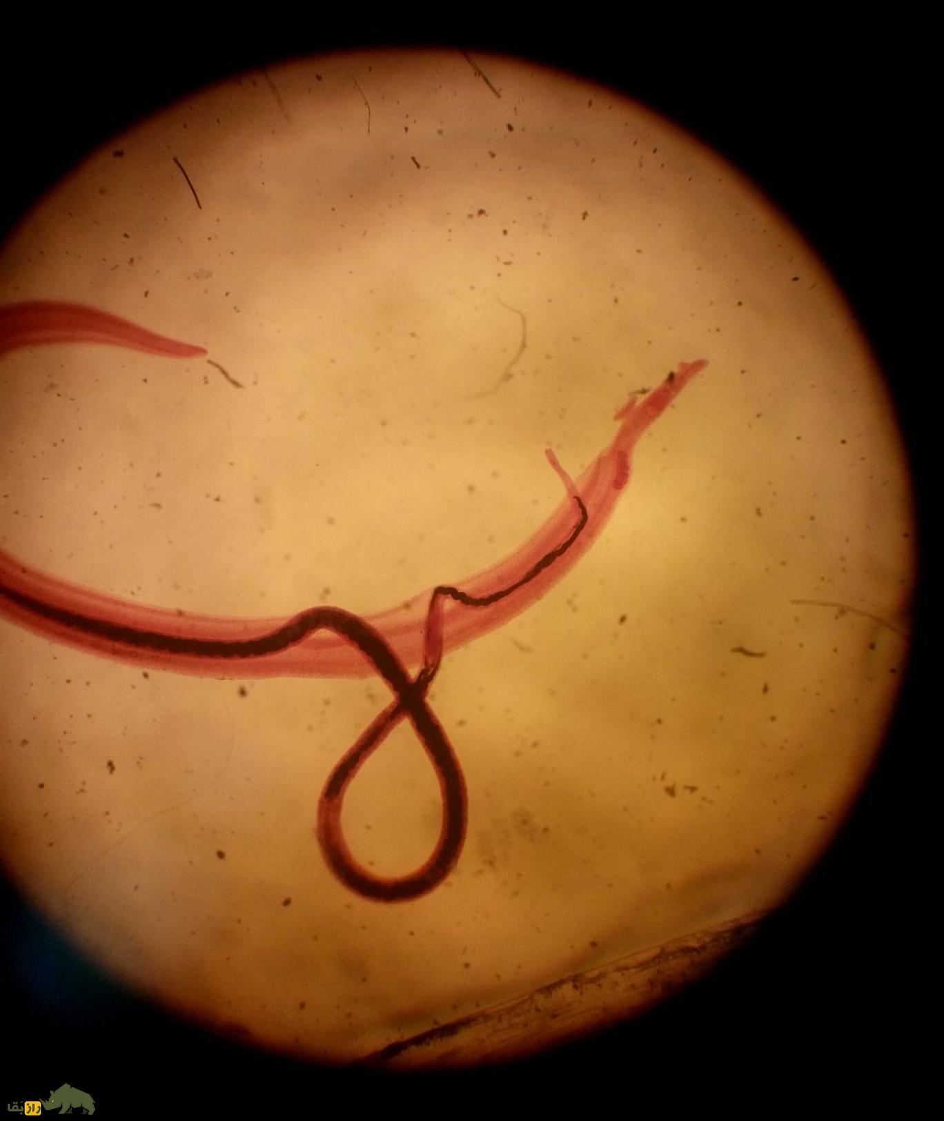 انسان‌های نخستین چگونه دستشویی می‌کردند؟ | اولین توالت تاریخ کی ساخته شد؟