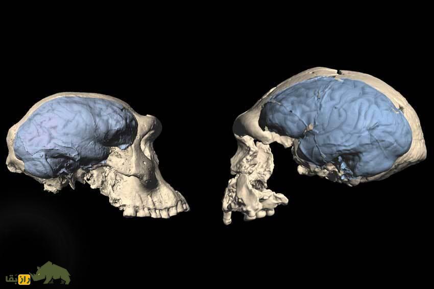 چه شد که مغز و هیکل انسان امروزی انقدر کوچک شد؟! چه شد که مغز و هیکل انسان امروزی انقدر کوچک شد؟!