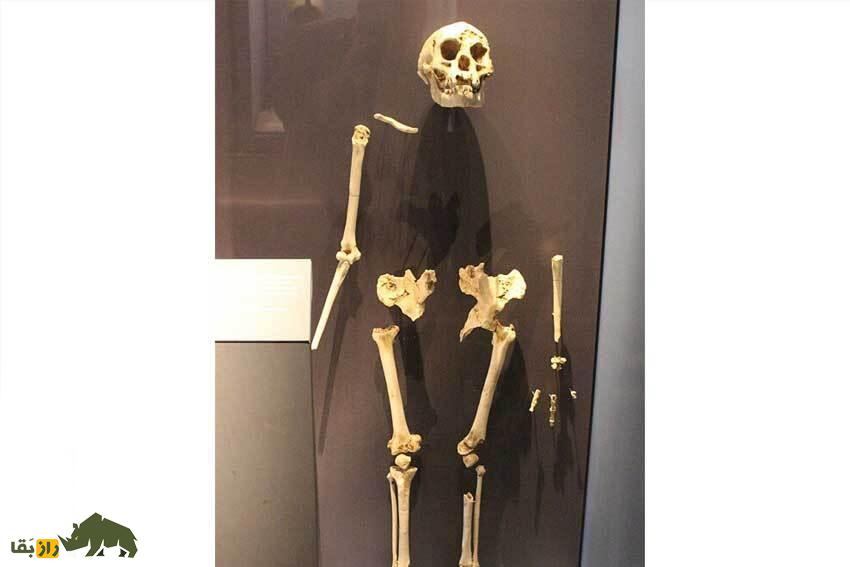 چه شد که مغز و هیکل انسان امروزی انقدر کوچک شد؟! چه شد که مغز و هیکل انسان امروزی انقدر کوچک شد؟!