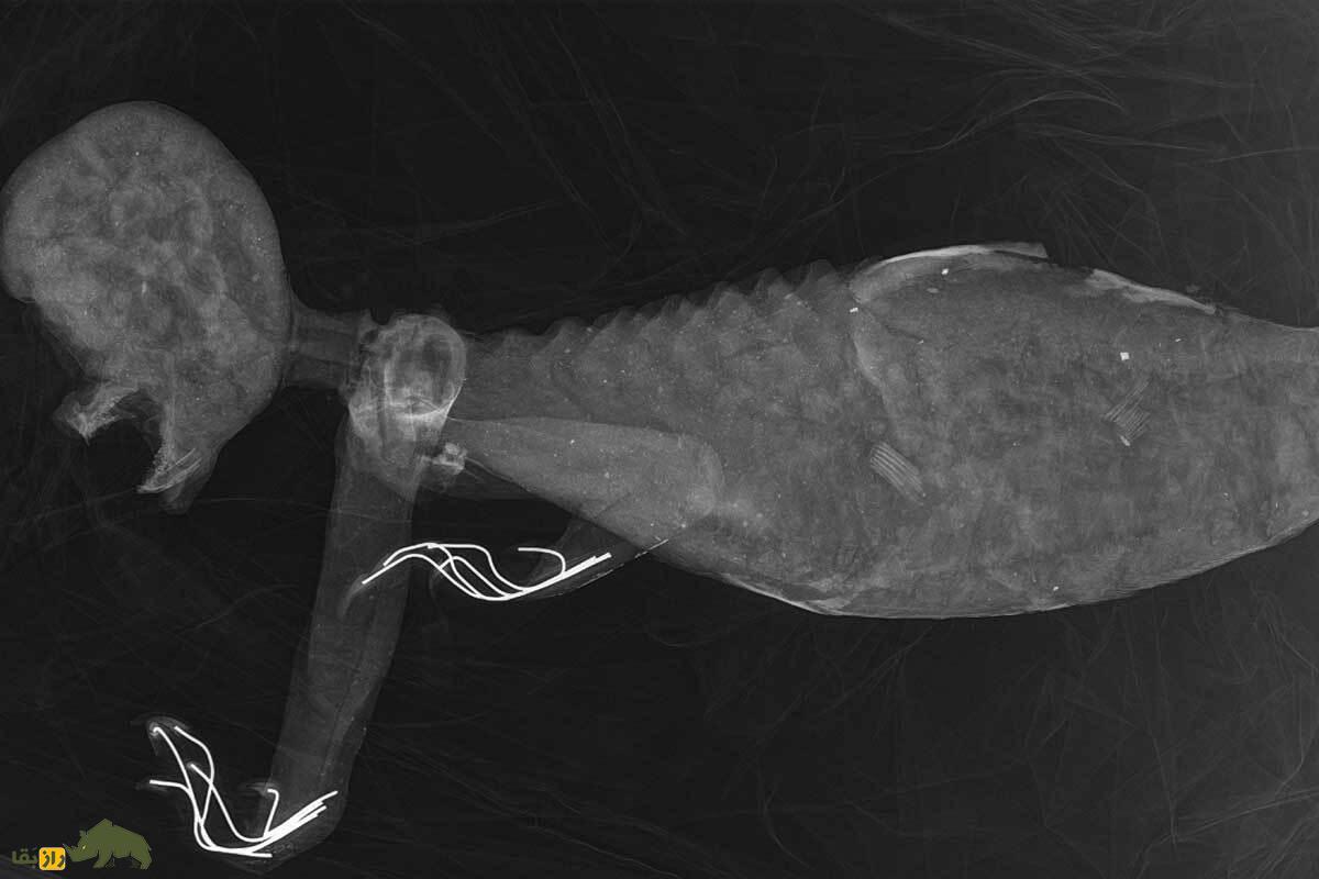 جنجال یک پریدریایی مومیاییشده در ژاپن جنجال یک پریدریایی مومیاییشده در ژاپن