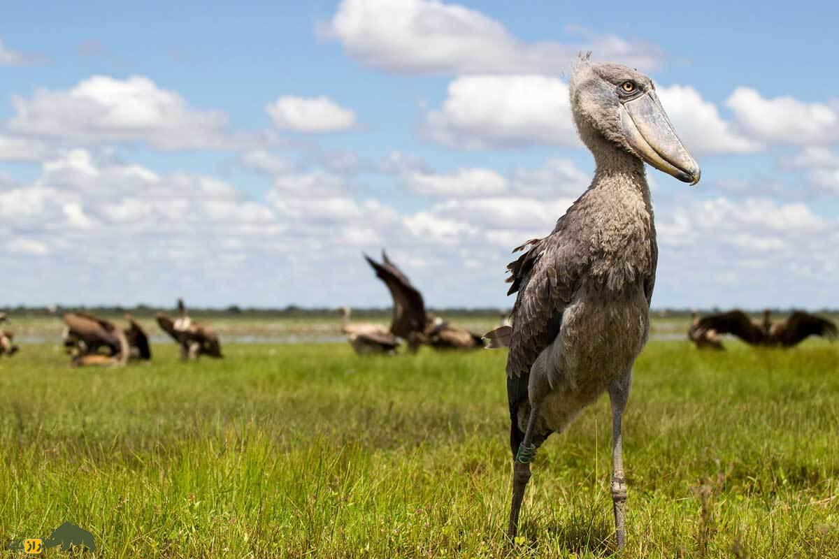 شوبیل: پرنده آفریقایی هم‌اندازه انسان که بچه کروکودیل‌ها را می‌خورد و خواهر و برادرش را می‌کُشد