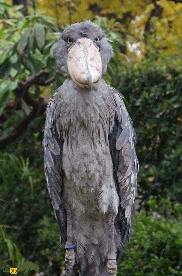 شوبیل: پرنده آفریقایی هم‌اندازه انسان که بچه کروکودیل‌ها را می‌خورد و خواهر و برادرش را می‌کُشد