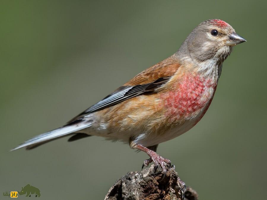 کشف پرنده‌ای که سمت راست بدنش نر است و سمت چپش ماده!