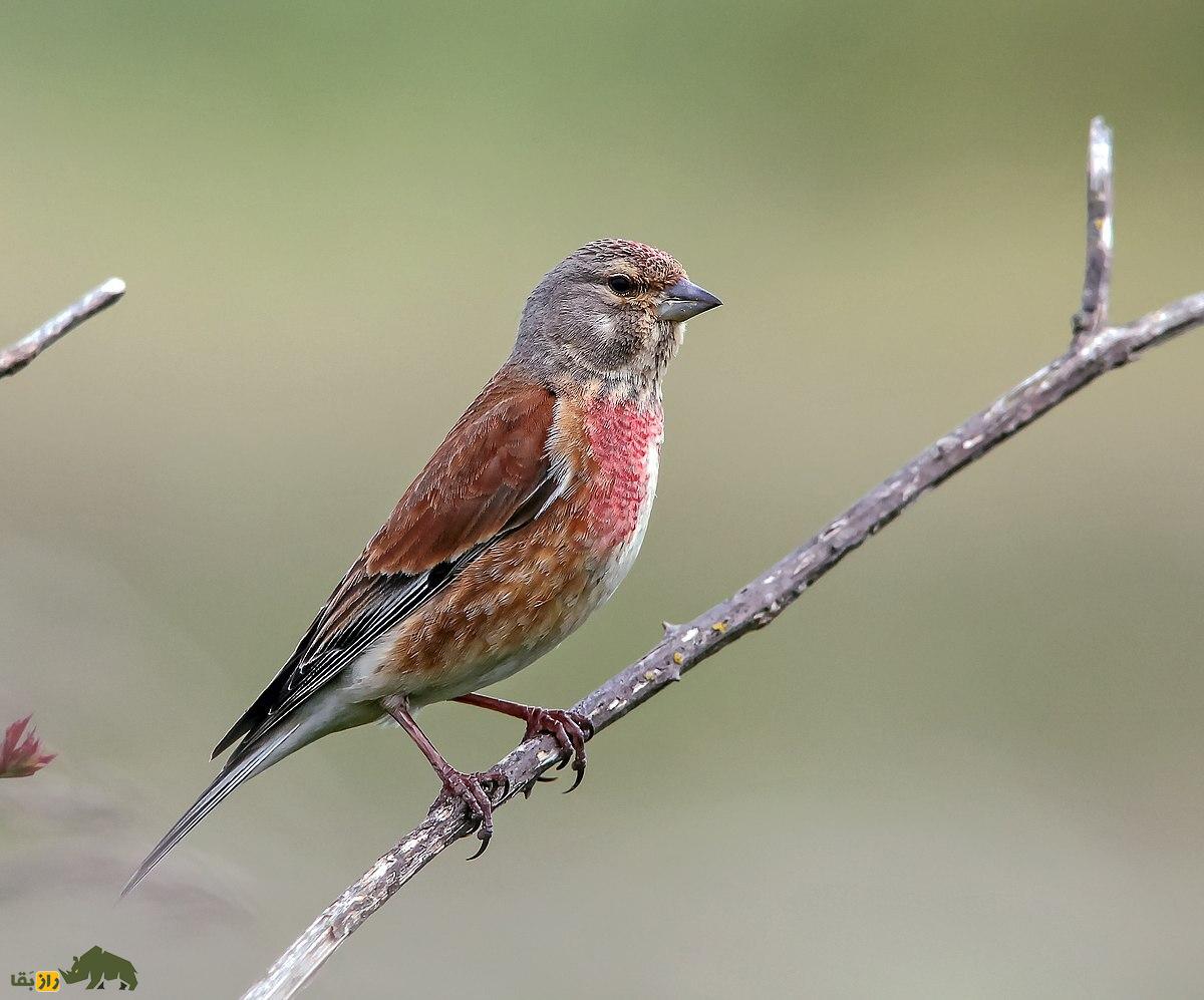 کشف پرنده‌ای که سمت راست بدنش نر است و سمت چپش ماده!
