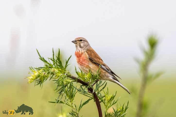 کشف پرنده‌ای که سمت راست بدنش نر است و سمت چپش ماده!