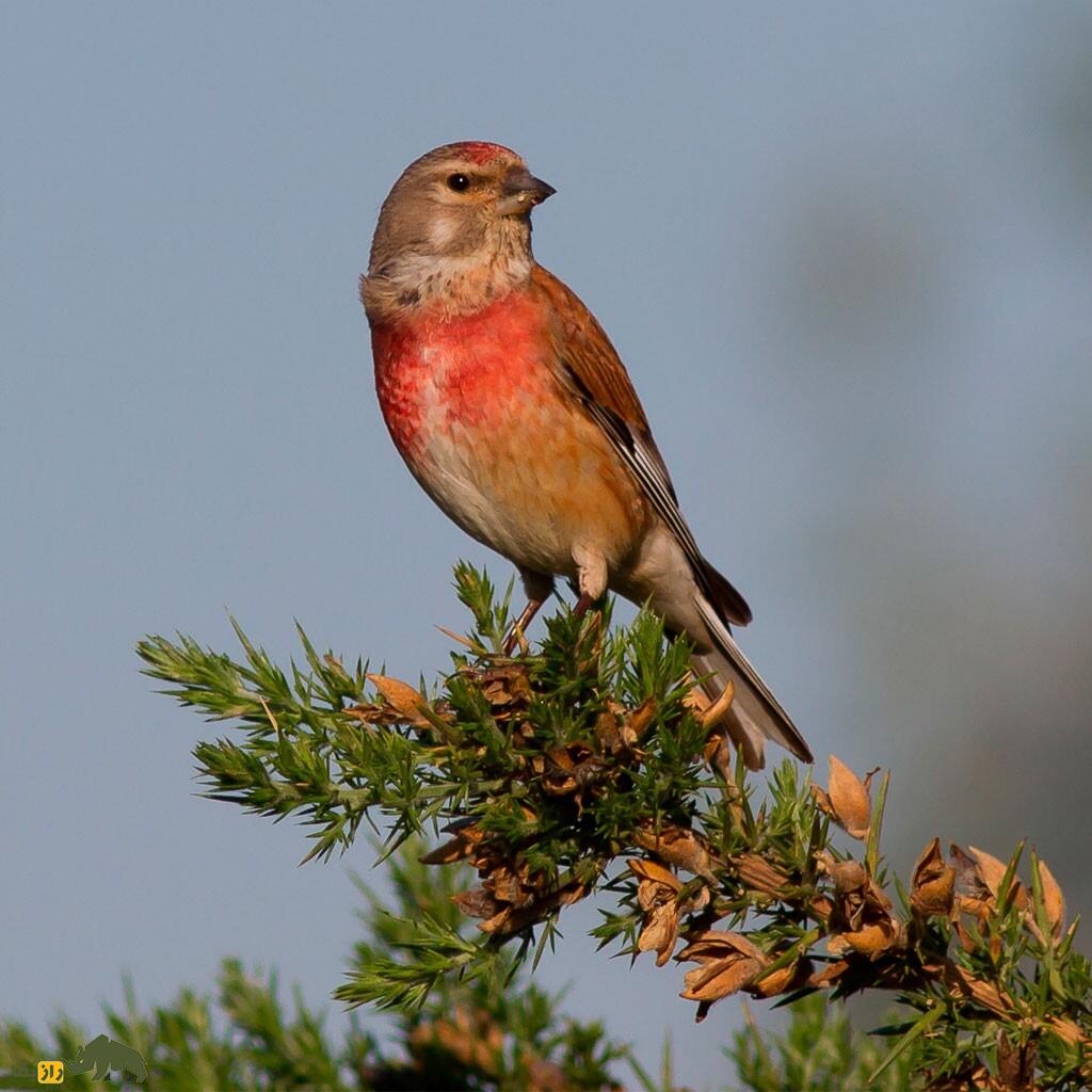 کشف پرنده‌ای که سمت راست بدنش نر است و سمت چپش ماده!