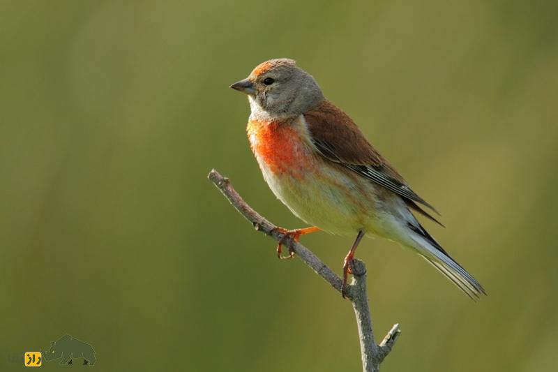 کشف پرنده‌ای که سمت راست بدنش نر است و سمت چپش ماده!