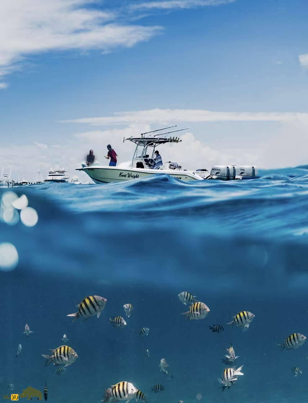 اگر همه ماهیها را از دریاها بیرون بیاوریم چه اتفاقی برای جهان میافتد؟ اگر همه ماهیها را از دریاها بیرون بیاوریم چه اتفاقی برای جهان میافتد؟