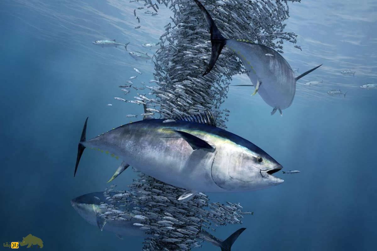 اگر همه ماهیها را از دریاها بیرون بیاوریم چه اتفاقی برای جهان میافتد؟ اگر همه ماهیها را از دریاها بیرون بیاوریم چه اتفاقی برای جهان میافتد؟