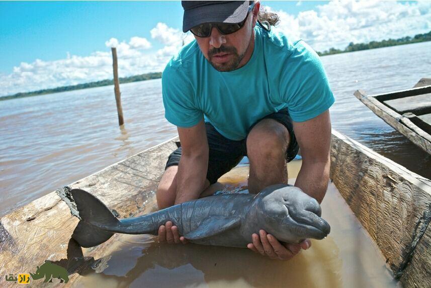 اوماچا؛ «دلفینی» که به یک «مرد» تغییر شکل داد