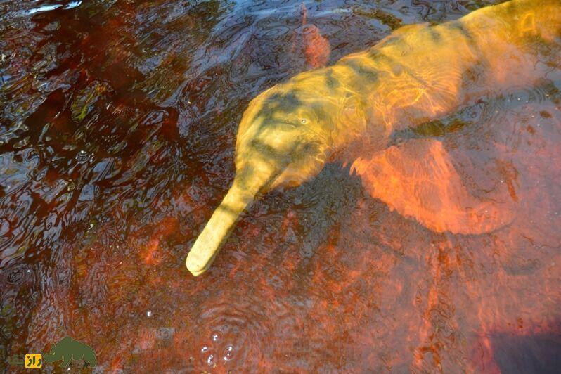 اوماچا؛ «دلفینی» که به یک «مرد» تغییر شکل داد