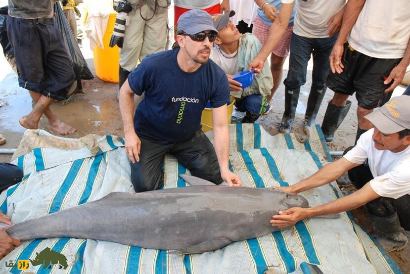 اوماچا؛ «دلفینی» که به یک «مرد» تغییر شکل داد