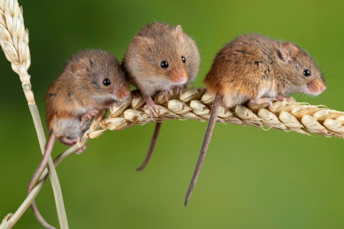 ۹۰ درصد پستانداران زندگی جنسی بی‌بندوباری دارند؛ مورد عجیب خیانت موش ماده در یک شب!