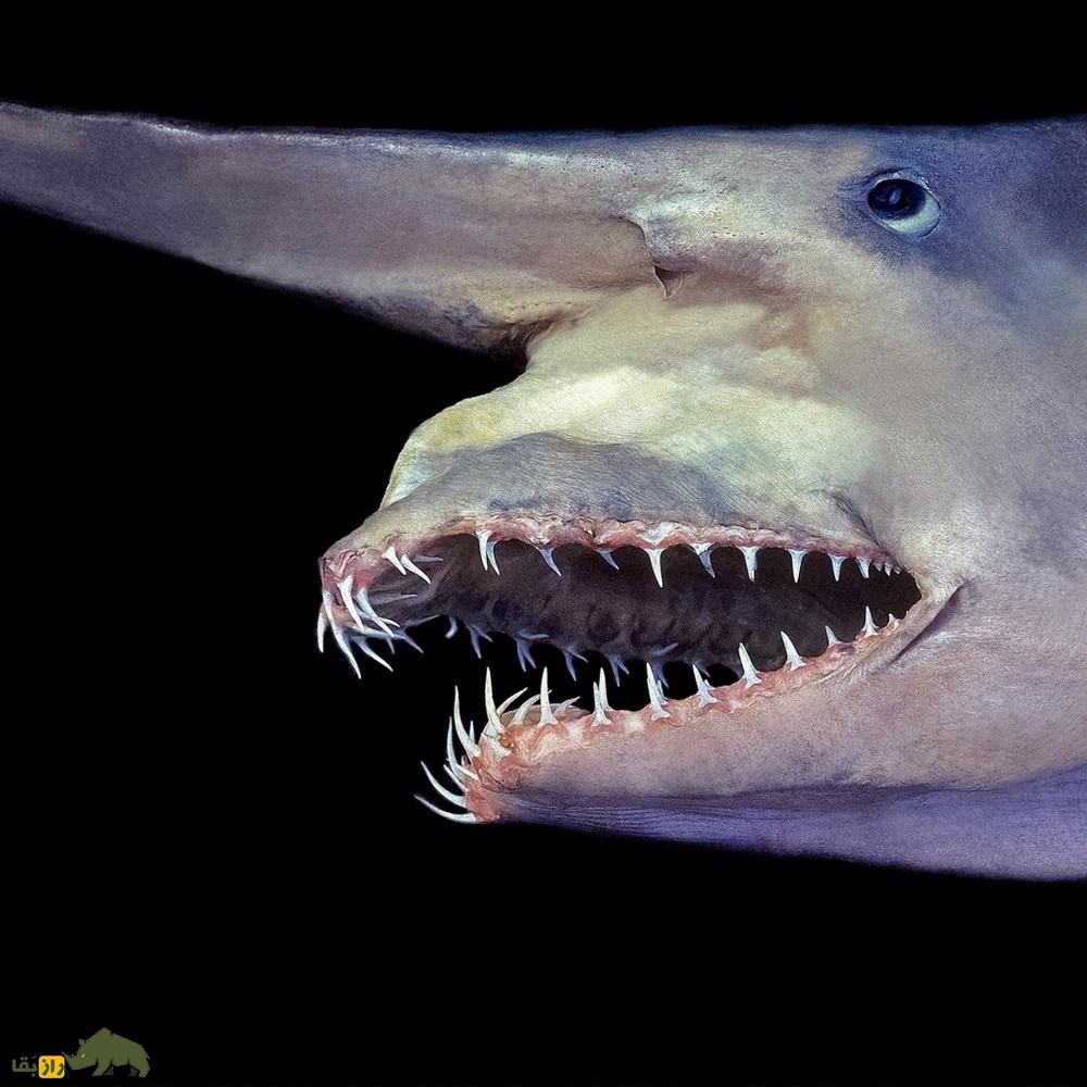 (تصاویر) گابلین یا دیو کوسه؛ ترسناکترین کوسه جهان را بشناسید! گابلین یا دیو کوسه