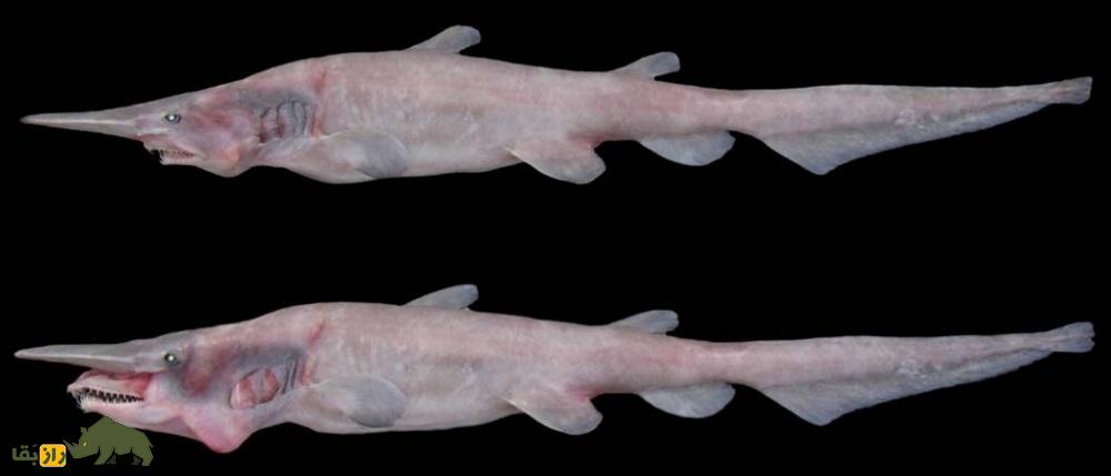 (تصاویر) گابلین یا دیو کوسه؛ ترسناکترین کوسه جهان را بشناسید! گابلین یا دیو کوسه