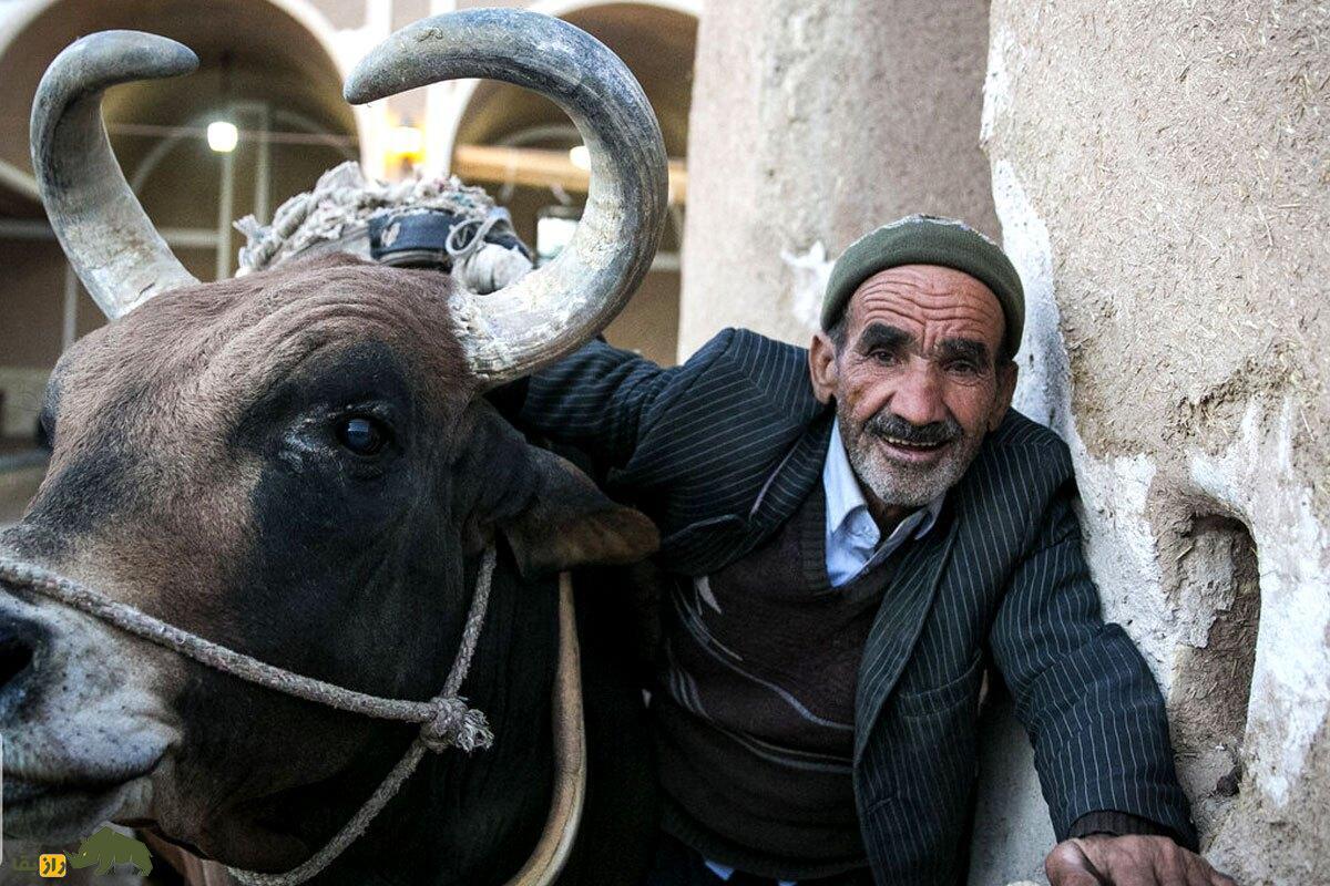 داستان عجیب حاج ابراهیم و گاو پاکستانی‌اش در وَرزنه اصفهان