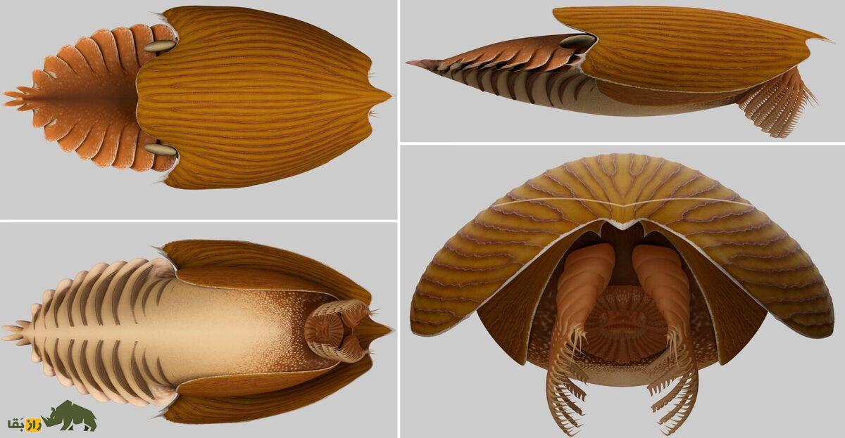 کشف حیرت‌انگیز حیوان مرموز اقیانوسی متعلق به ۵۰۰ میلیون سال قبل