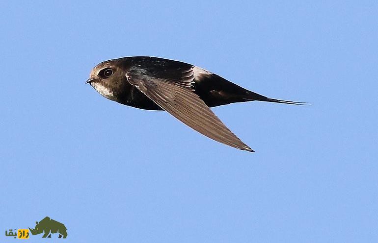 سریعترین پرنده مهاجر جهان با رکورد پرواز ۷۵۰۰ کیلومتر در ۹ روز را بشناسید! سریعترین پرنده مهاجر جهان با رکورد پرواز ۷۵۰۰ کیلومتر در ۹ روز را بشناسید!