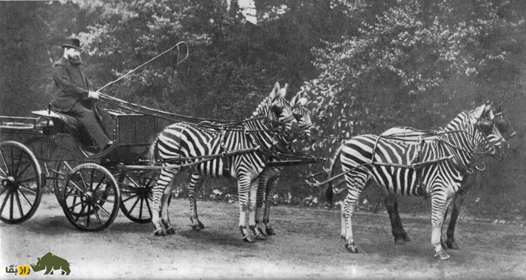 چرا خر خیلی راحت اهلی شد، اما «گورخر» هرگز اهلی نشد؟