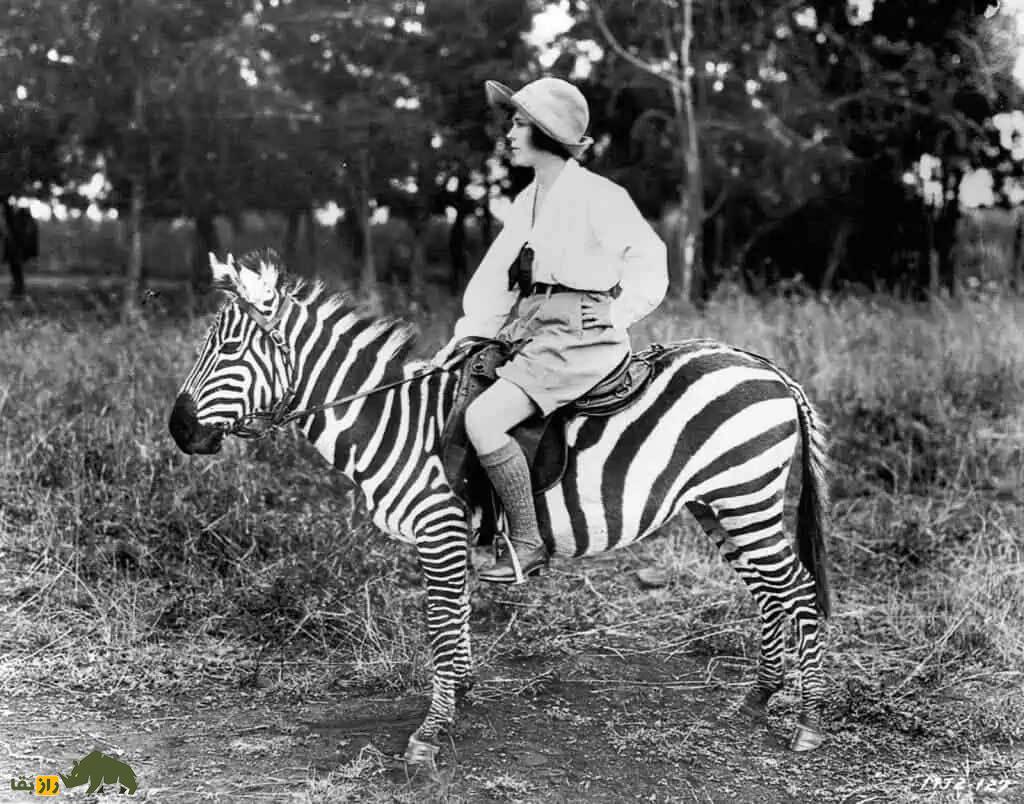 چرا خر خیلی راحت اهلی شد، اما «گورخر» هرگز اهلی نشد؟