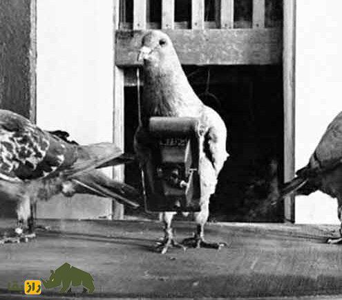 محله کفتربازهای تهران کجاست؟ | پرورش کبوتر از کی و کجا رواج پیدا کرد؟ محله کفتربازهای تهران کجاست؟ | پرورش کبوتر از کی و کجا رواج پیدا کرد؟