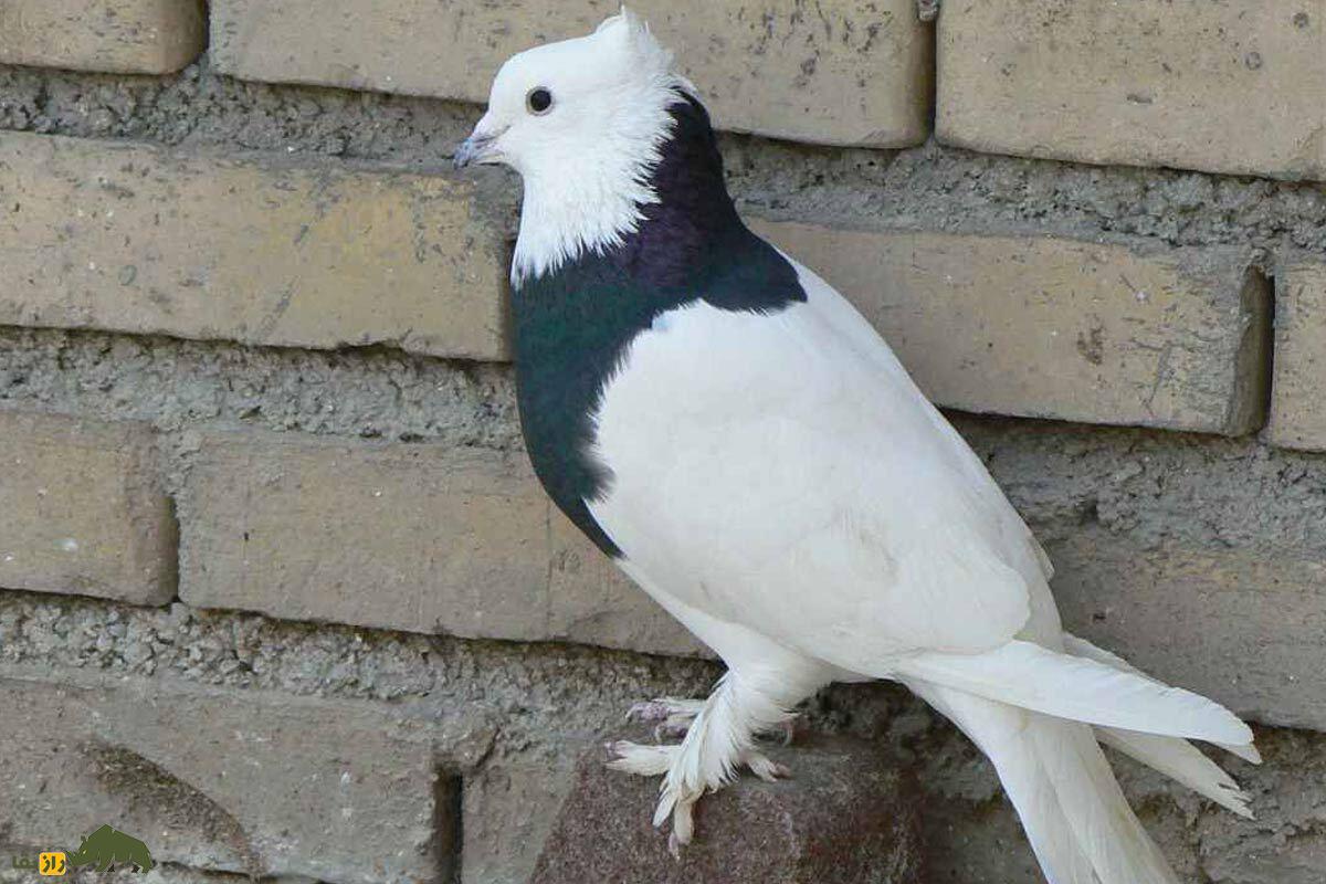 انواع نژاد کبوتر در ایران از ریحانی تا طوقی؛ کدام شهر ایران بهترین کبوترها را دارد؟