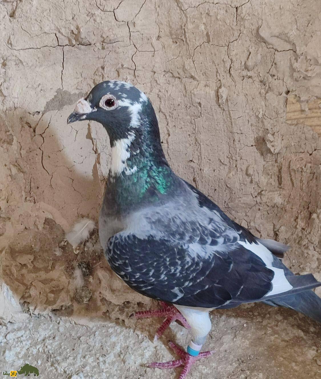 انواع نژاد کبوتر در ایران از ریحانی تا طوقی؛ کدام شهر ایران بهترین کبوترها را دارد؟ کبوتر ابلغ