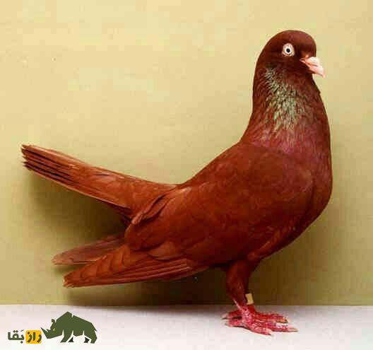 انواع نژاد کبوتر در ایران از ریحانی تا طوقی؛ کدام شهر ایران بهترین کبوترها را دارد؟ انواع نژاد کبوتر در ایران از ریحانی تا طوقی؛ کدام شهر ایران بهترین کبوترها را دارد؟