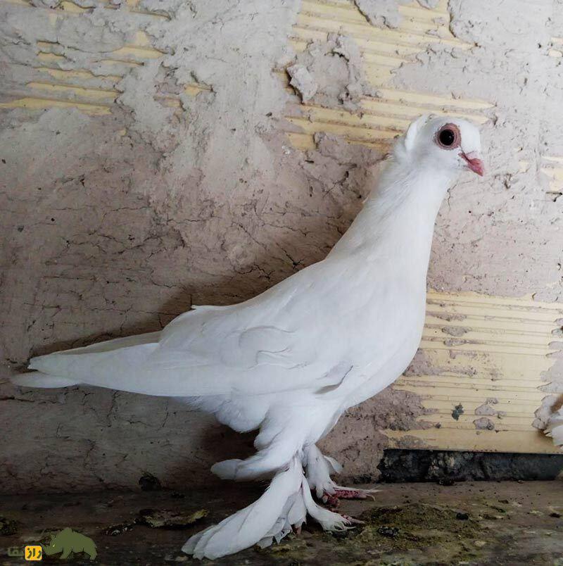 انواع نژاد کبوتر در ایران از ریحانی تا طوقی؛ کدام شهر ایران بهترین کبوترها را دارد؟ کبوتر لوتی